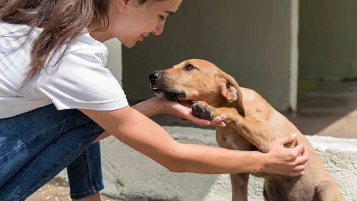 Criança acariciando um cão em uma feira de adoção