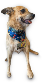 Foto do cachorro Chico