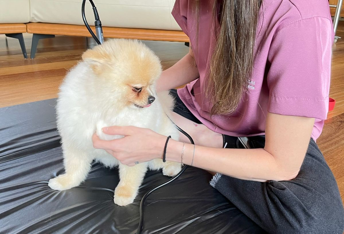 Consulta veterinária domiciliar