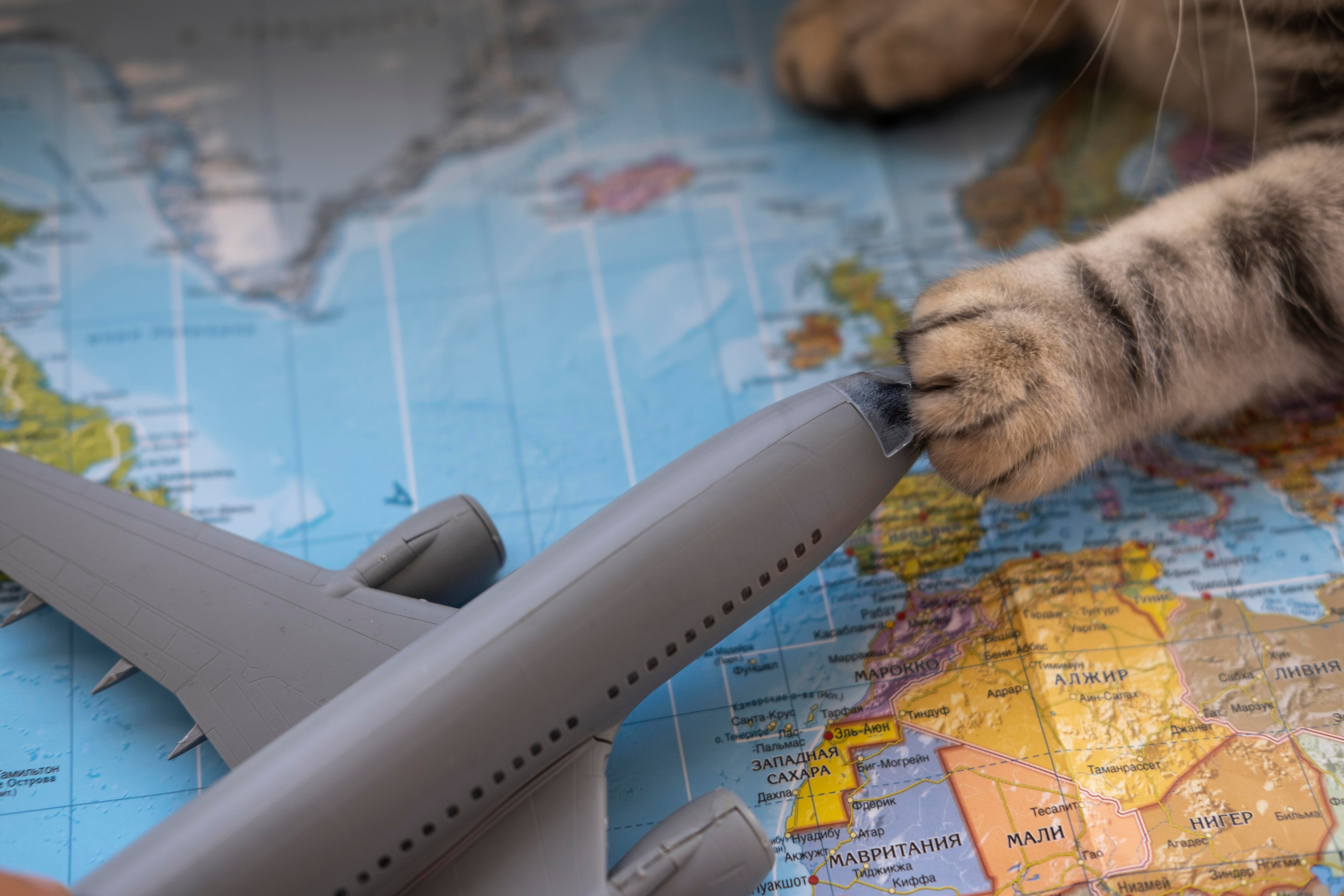 Pet pronto para viagem internacional