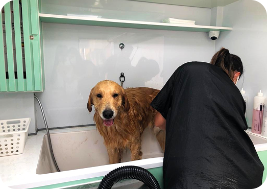 Pet truck da zazuu estacionado para atendimento de banho e tosa