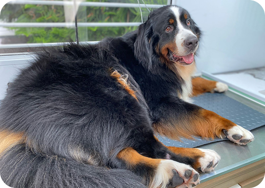 Pet truck da zazuu estacionado para atendimento de banho e tosa