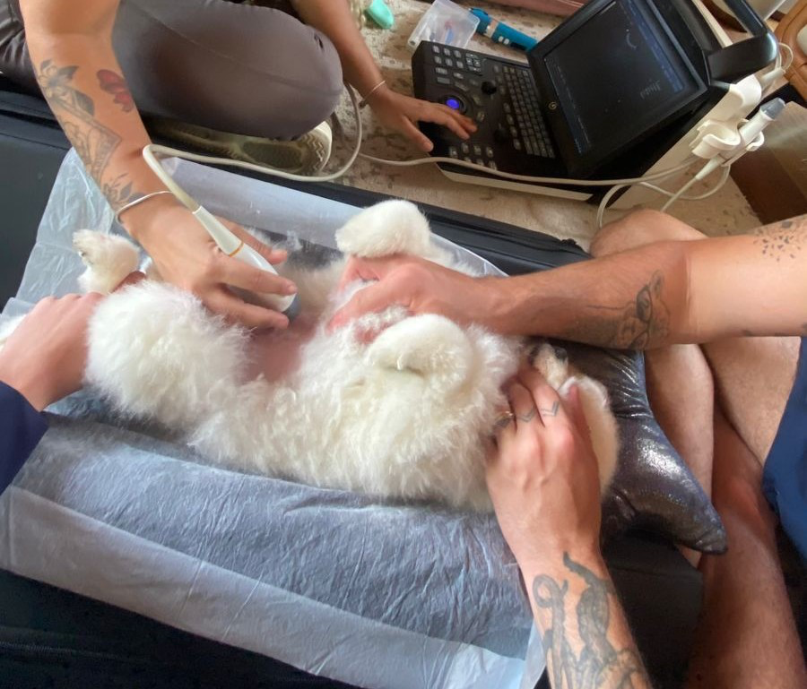 Check-up de rotina