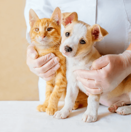 cadastro parceiro imagem